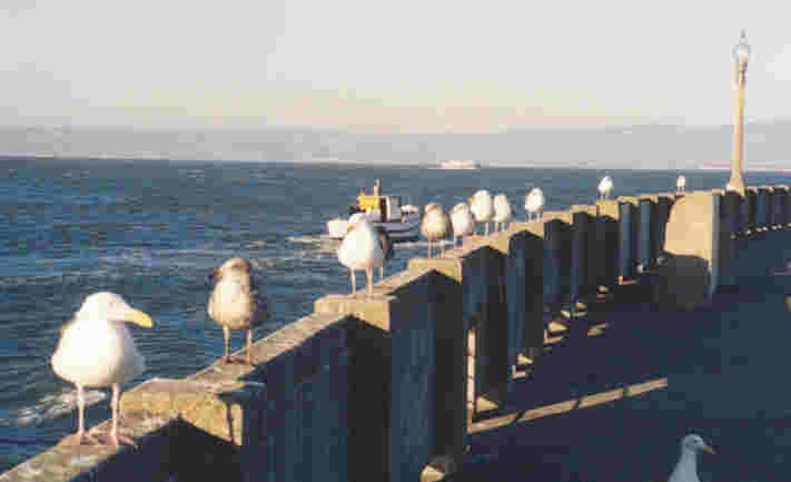 seagulls near Fisherman's Wharf