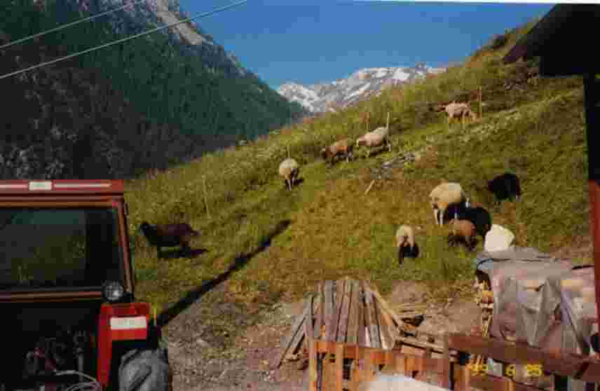 Tractor and sheep